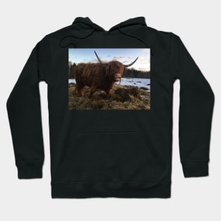 Scottish Highland Cattle Cow 2240 Hoodie